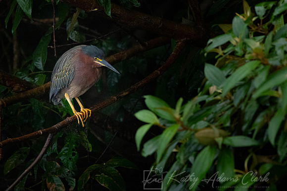 Green heron KAC4257