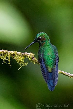 Green-crowned brilliant hummingbird KAC4451