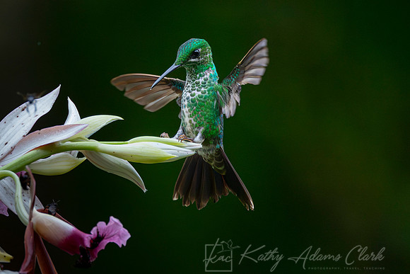 Green-crowned brilliant KAC4411