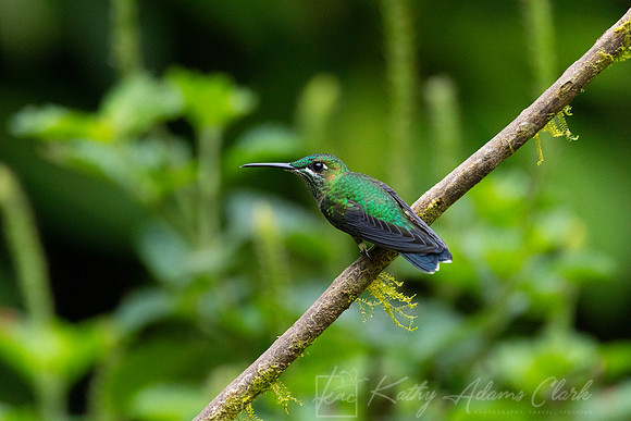 Green-crowned brilliant hummingbird KAC4449