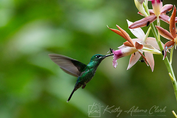 Green-crowned brilliant hummingbird KAC4455