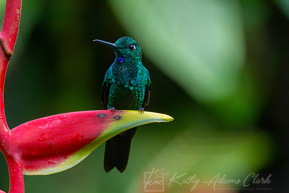 Green-crowned brilliant KAC4427