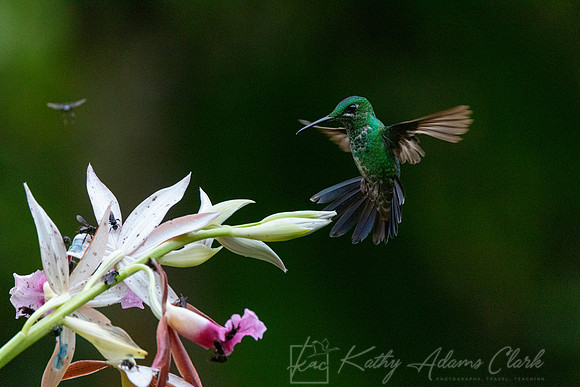Green-crowned brilliant KAC4405