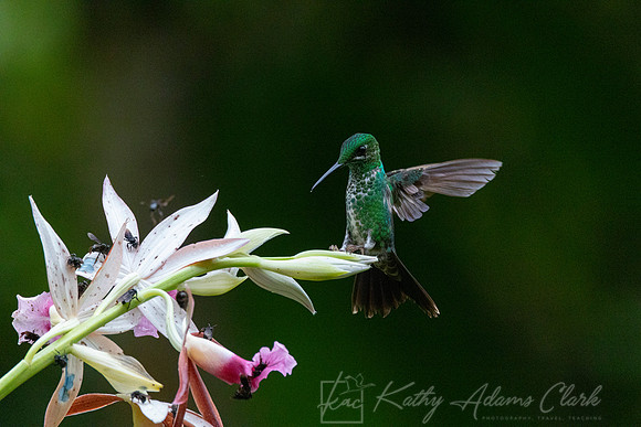Green-crowned brilliant KAC4410