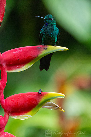 Green-crowned brilliant KAC4425
