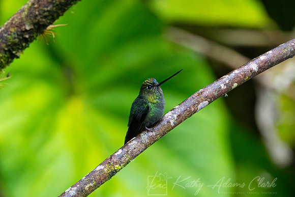 Green-fronted lancebill KAC3745