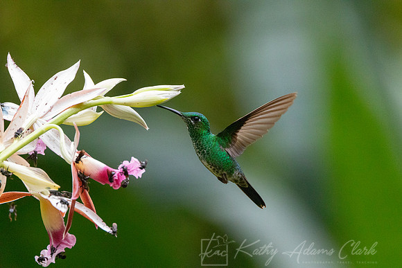 Green-crowned brilliant KAC4421