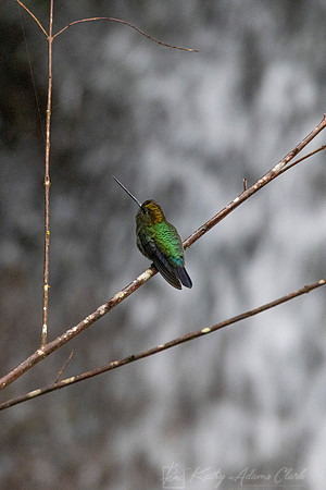 Green-fronted lancebill KAC3757