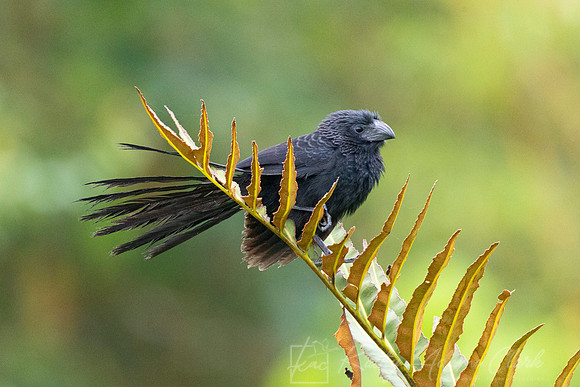 Groove-billed ani KAC4278