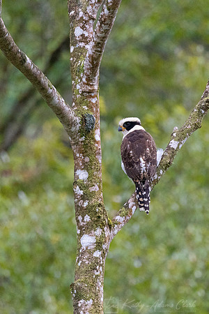 Laughing falcon KAC3813