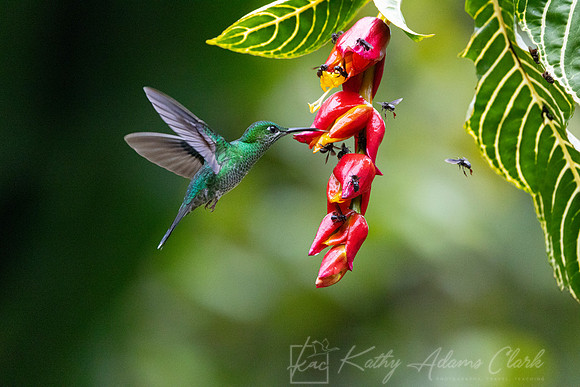 Green-crowned brilliant KAC4436