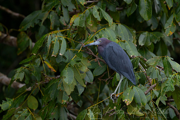 Little blue heron KAC4163