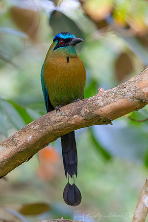 Lesson's motmot KAC1628