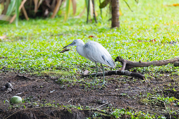 Little blue heron KAC3411