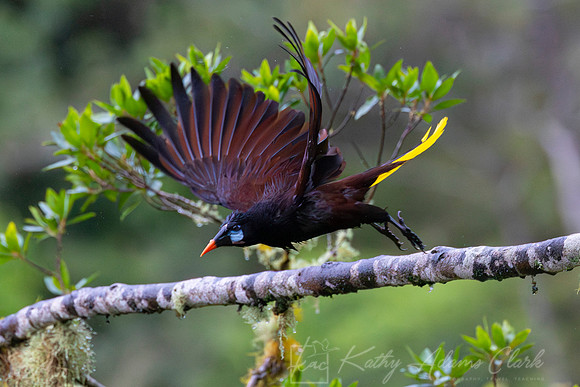Montezuma oropendola KAC4352