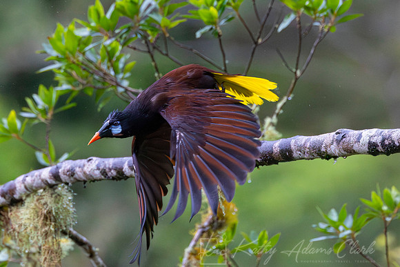 Montezuma oropendola KAC4353
