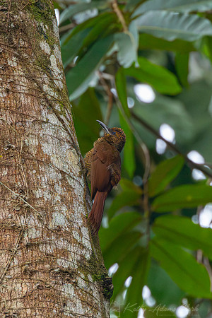 Northern barred-woodcreeper KAC3335