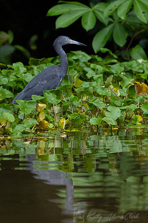 Little blue heron KAC4296