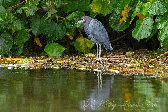 Little blue heron KAC4255
