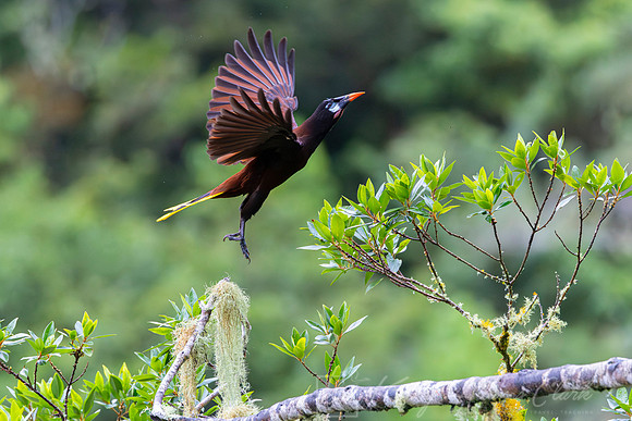 Montezuma oropendola KAC4358