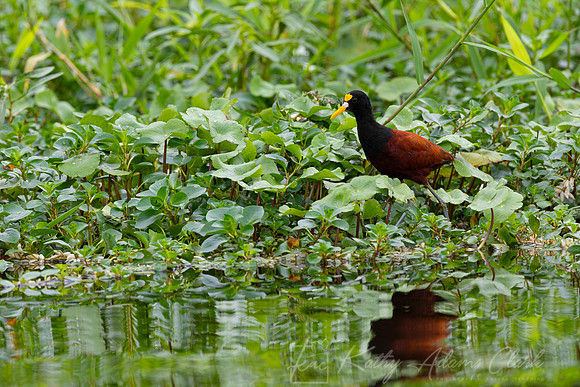 Northern jacana KAC4183