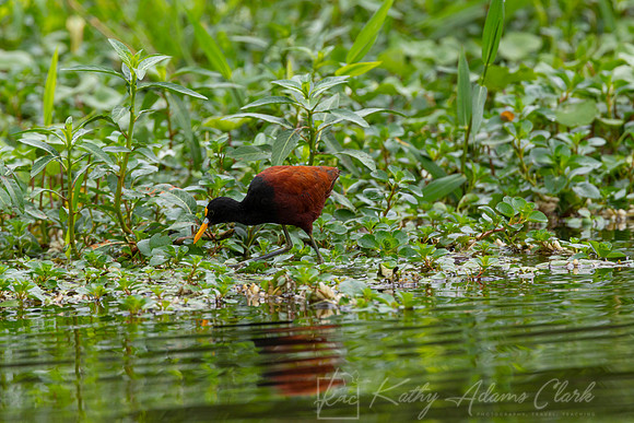 Northern jacana KAC4189