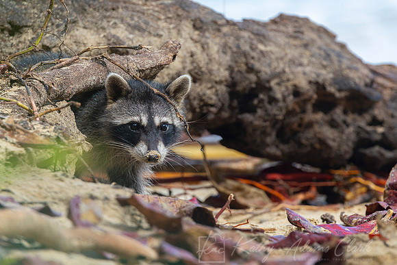 Raccoon KAC3342