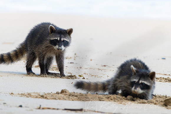 Raccoon KAC3350