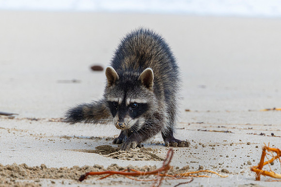 Raccoon KAC3357
