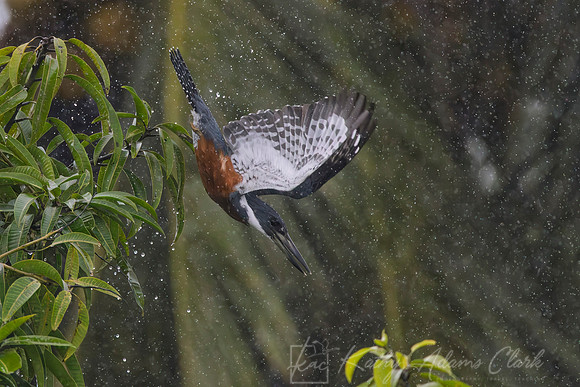 Ringed kingfisher KAC1698