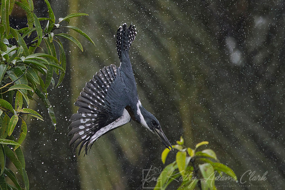 Ringed kingfisher KAC1699
