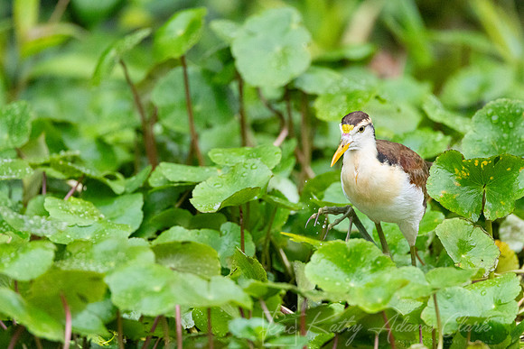 Northern jacana KAC4289