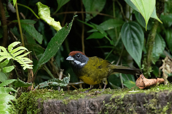 Sooty-faced finch KAC4484
