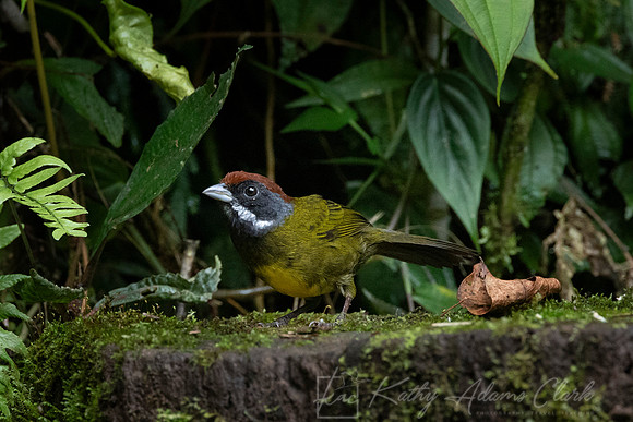 Sooty-faced finch KAC4486