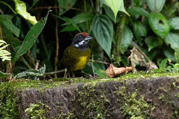 Sooty-faced finch KAC4481