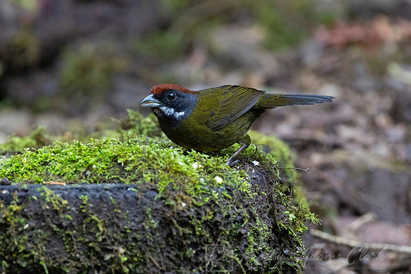 Sooty-faced finch KAC3821