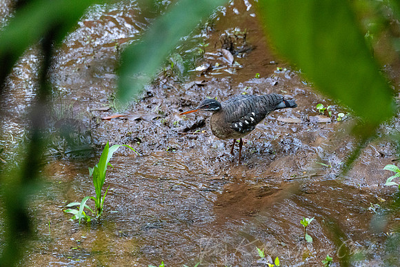 Sunbittern KAC3614