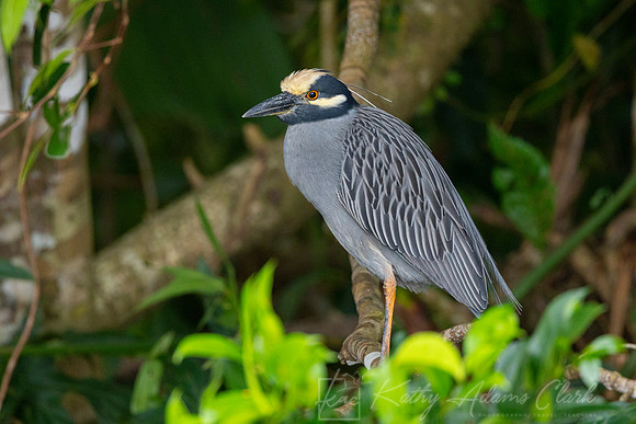 Yellow-crowned night-heron KAC4176