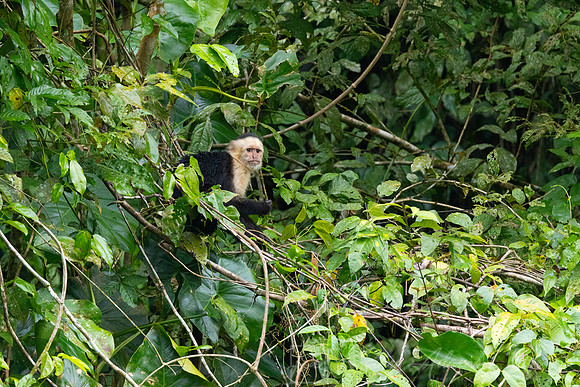 White-faced capuchin monkey KAC4315