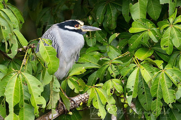 Yellow-crowned night-heron KAC4265
