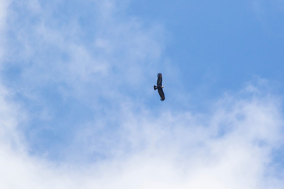 Andean Condor KAC8353