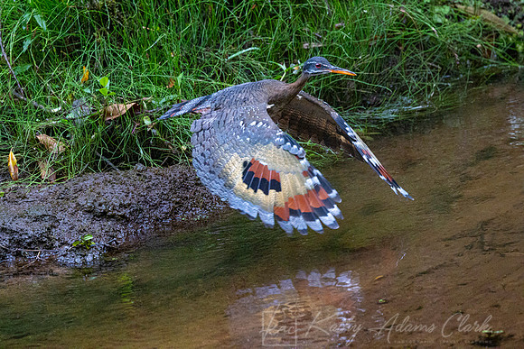Sunbittern KAC3711_1