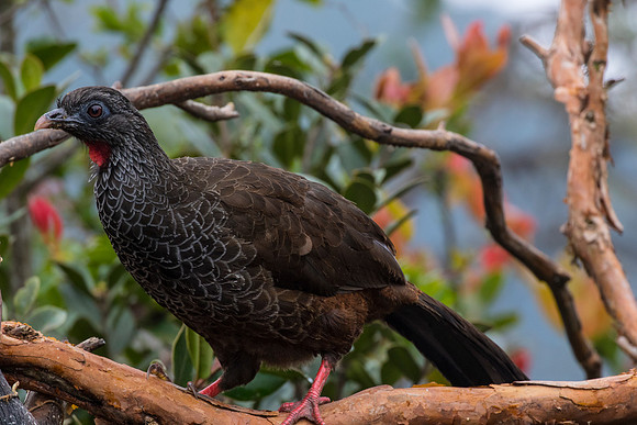 Andean guan KAC9183