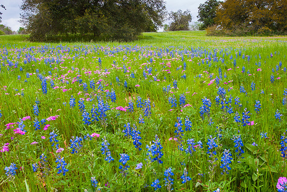 8 Bluebonnets KAC030613