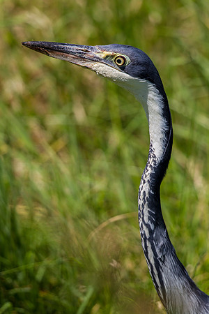 Black-headed heron KAC0325