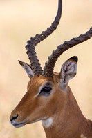 Tanzania Animals & Birds Main