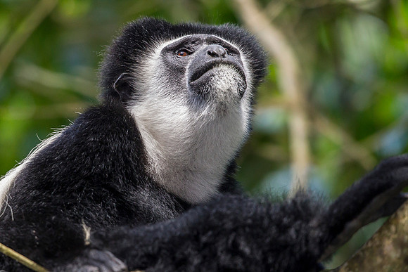 Abyssinian black and white colobus monkey KAC0233
