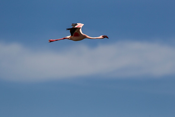 Lesser flamingo KAC0533