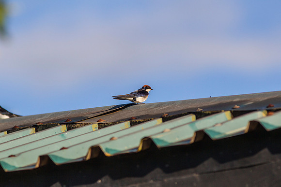 Wire-tailed swallow KAC0146