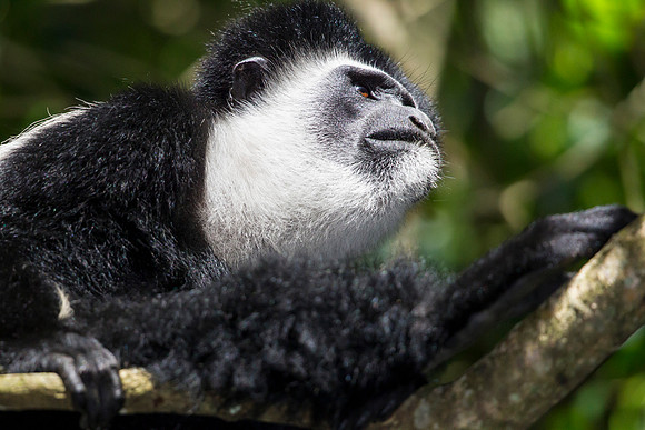 Abyssinian black and white colobus monkey KAC0228